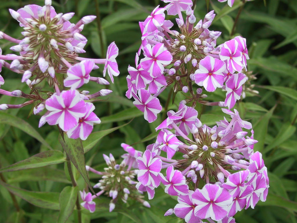 Phlox maculata Natascha 02.jpg